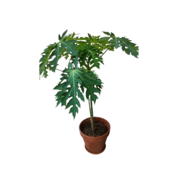 Papita (Pappaya)