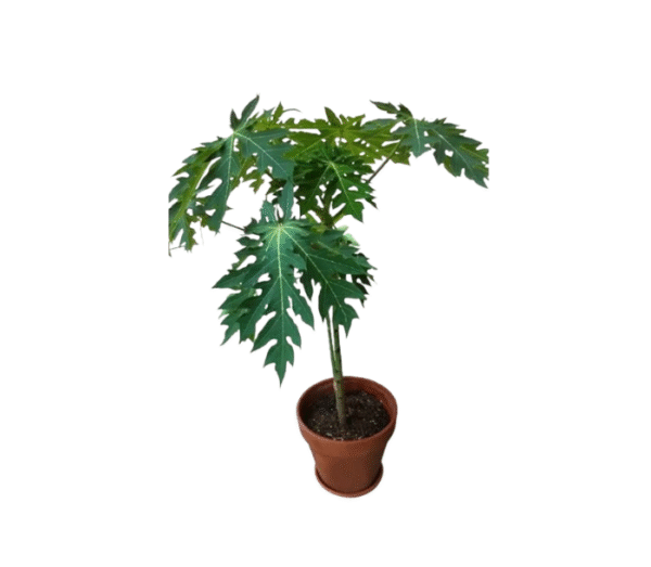Papita (Pappaya)