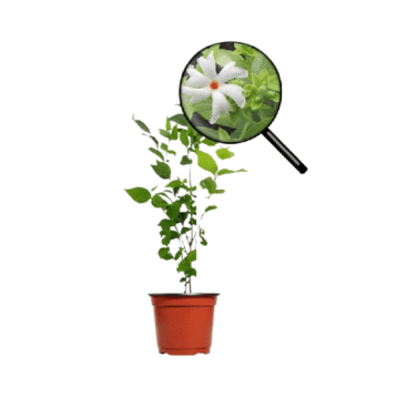 Parijatha Plant