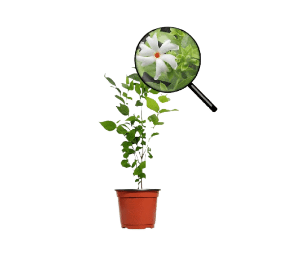 Parijatha Plant