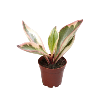 Peperomia Clusiifolia Jelly