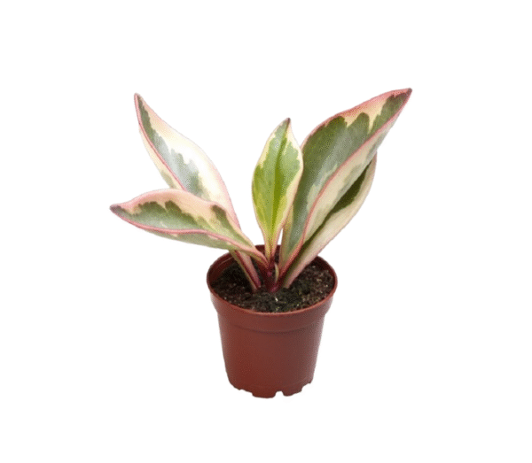 Peperomia Clusiifolia Jelly