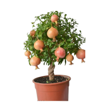 Pomegranate