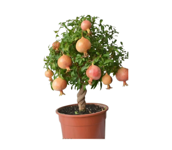 Pomegranate