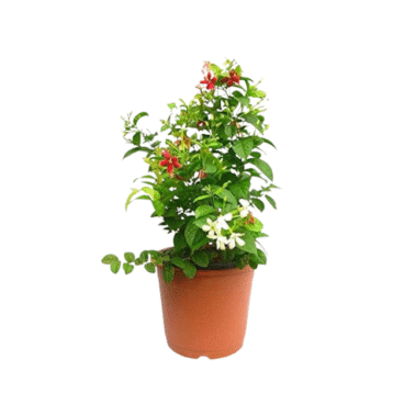 Rangoon Creeper