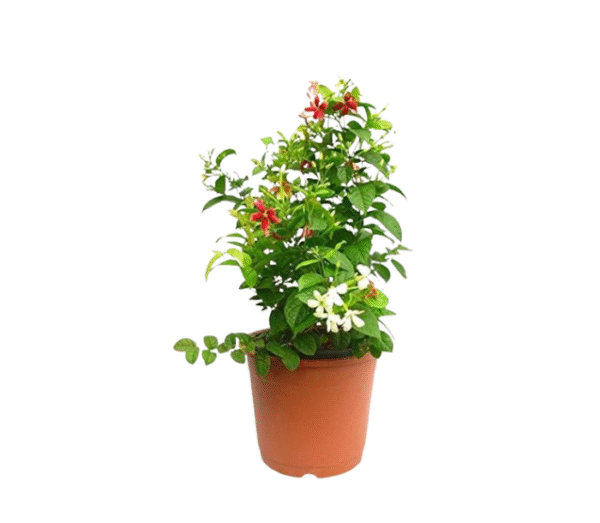 Rangoon Creeper
