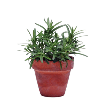 Rosemary plant