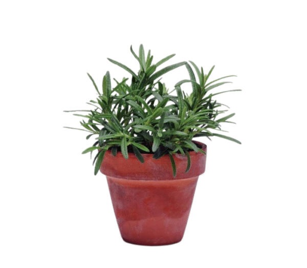Rosemary plant