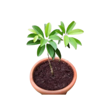 Sapota