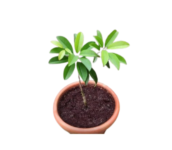 Sapota