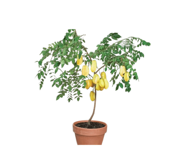 Star Fruit