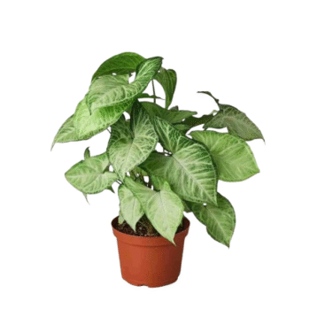 Syngonium Plant