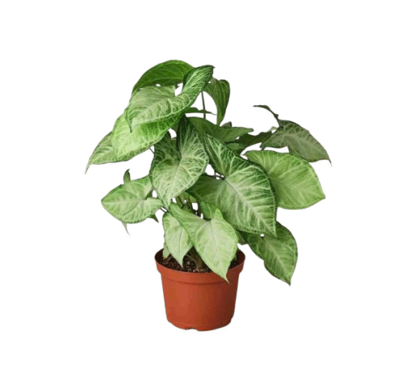 Syngonium Plant
