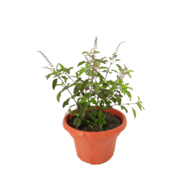 Tulsi plants ( Basil )