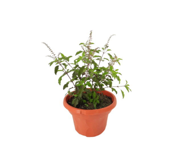 Tulsi plants ( Basil )