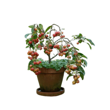 Young fruit trees plant