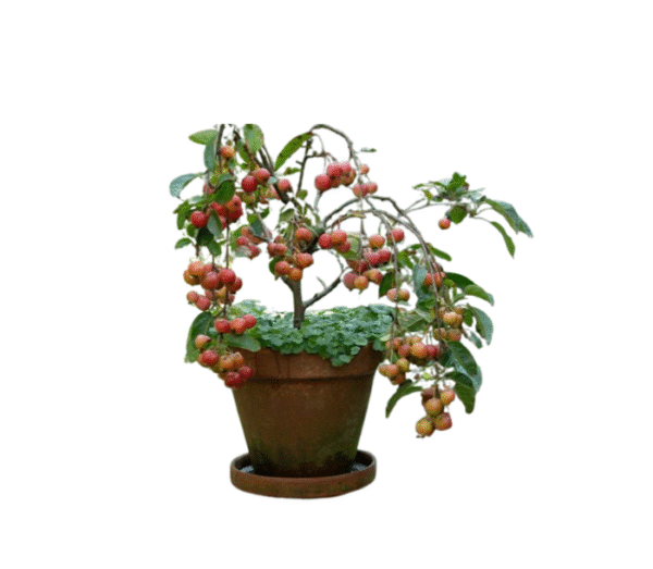 Young fruit trees plant