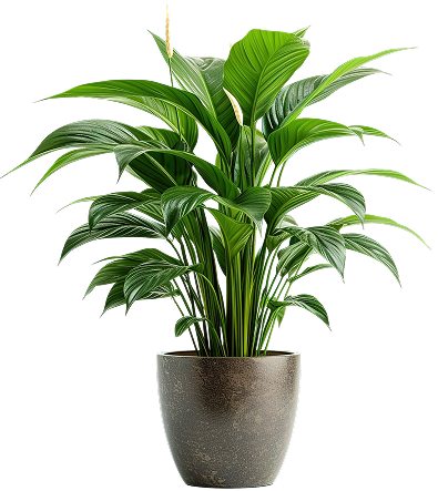 —Pngtree—indoor plant flowerpot_14685403 1 (1)
