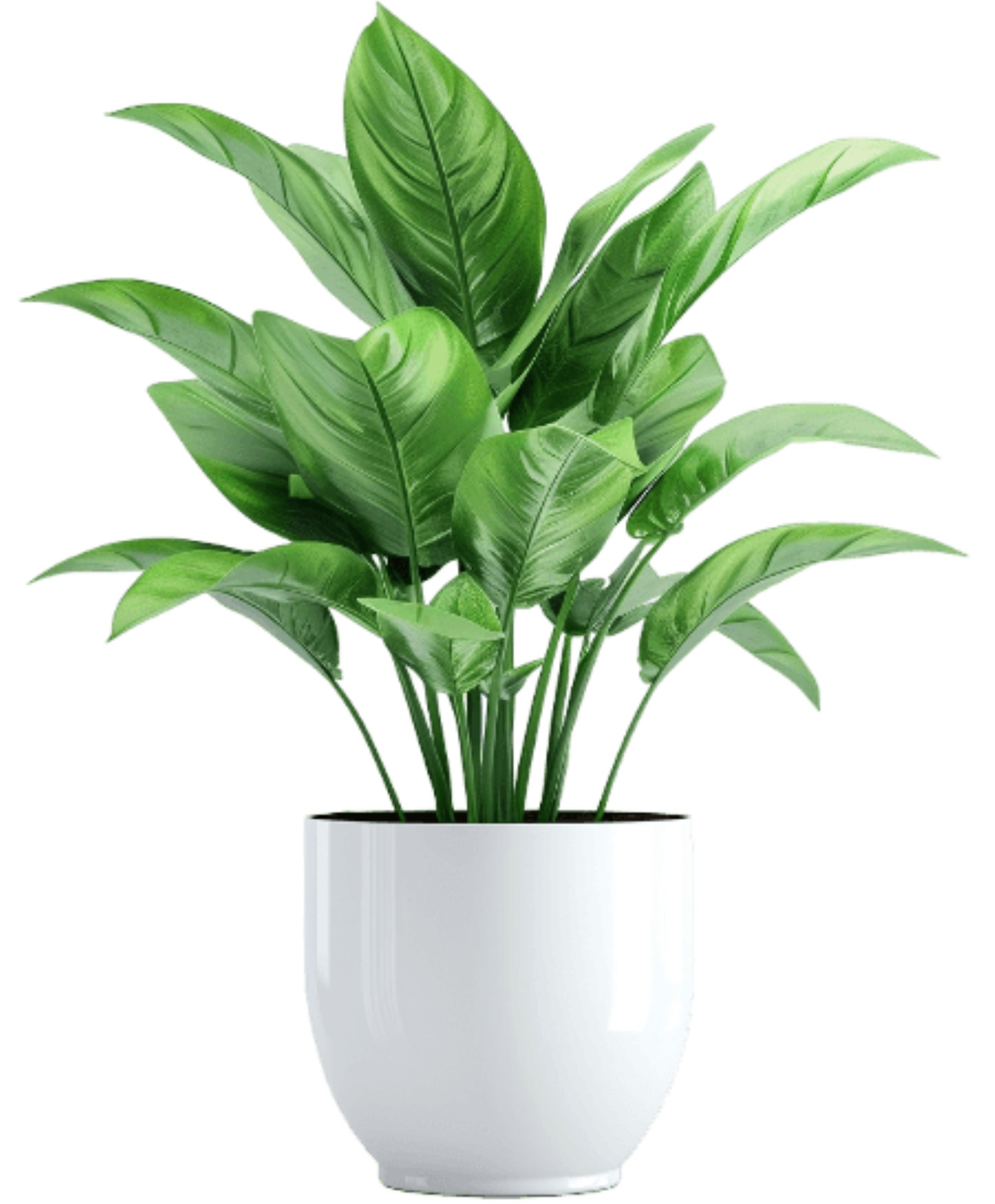 —Pngtree—small indoor plant on transparent_15182460 1 (1)